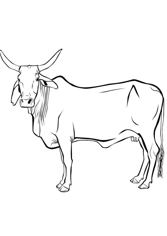 Необычная порода коровы